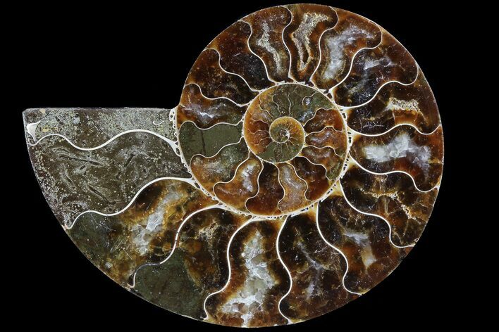 Agatized Ammonite Fossil (Half) - Madagascar #83837